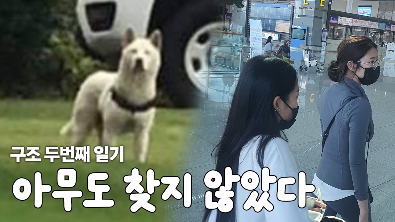 실종된 진돗개 찾으러 임시보호자가 미국까지 간 이유 (이레 구조일기 2화)