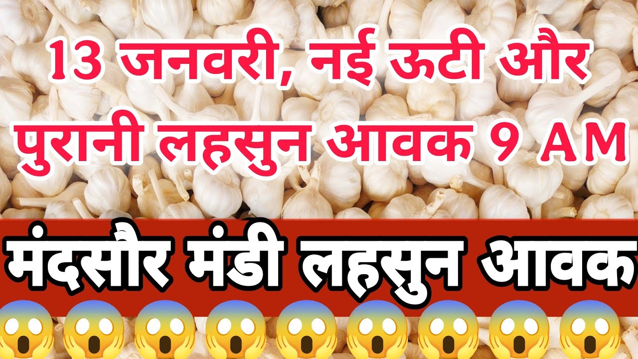 13 January 2026  नई ऊटी और पुरानी लहसुन आवक 9 बजे की #mandsaur_mandi_bhav 