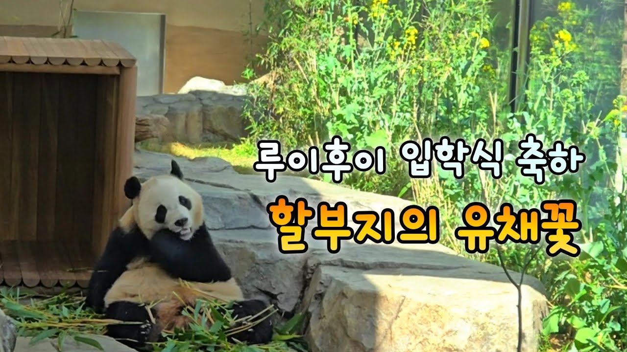 루이후이야 청소년판다 오늘 입학식 했니?💕26.03.03 Everland Ruibao Huibao 