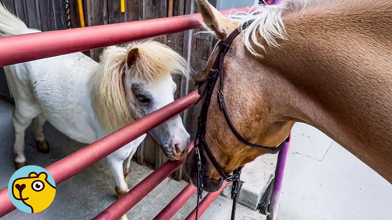 Tiny Diva Horse Changed Everything on the Farm