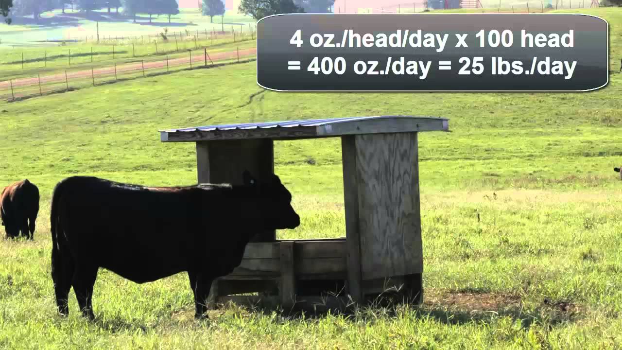 Mineral and Vitamin Feeding Management