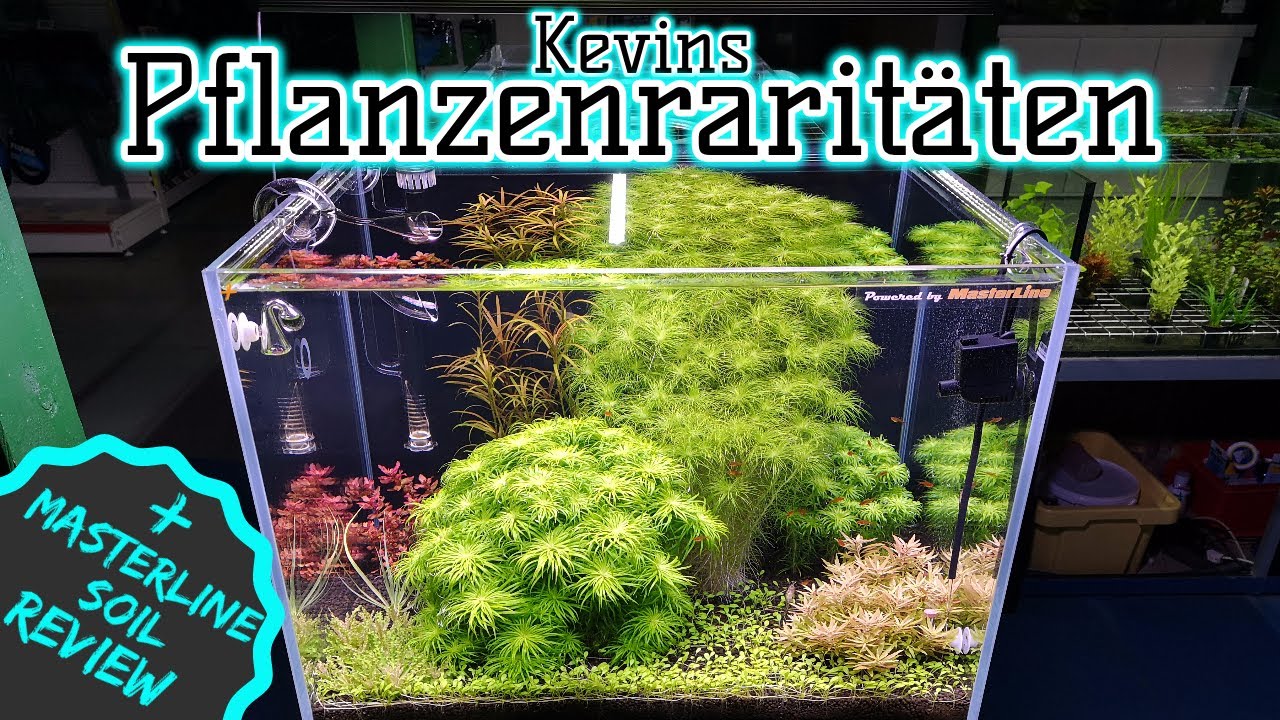 Wasserpflanzen Rarit&auml;ten  | D&uuml;nger f&uuml;r (fast) jedes Soil Aquarium | Masterline Soil Review