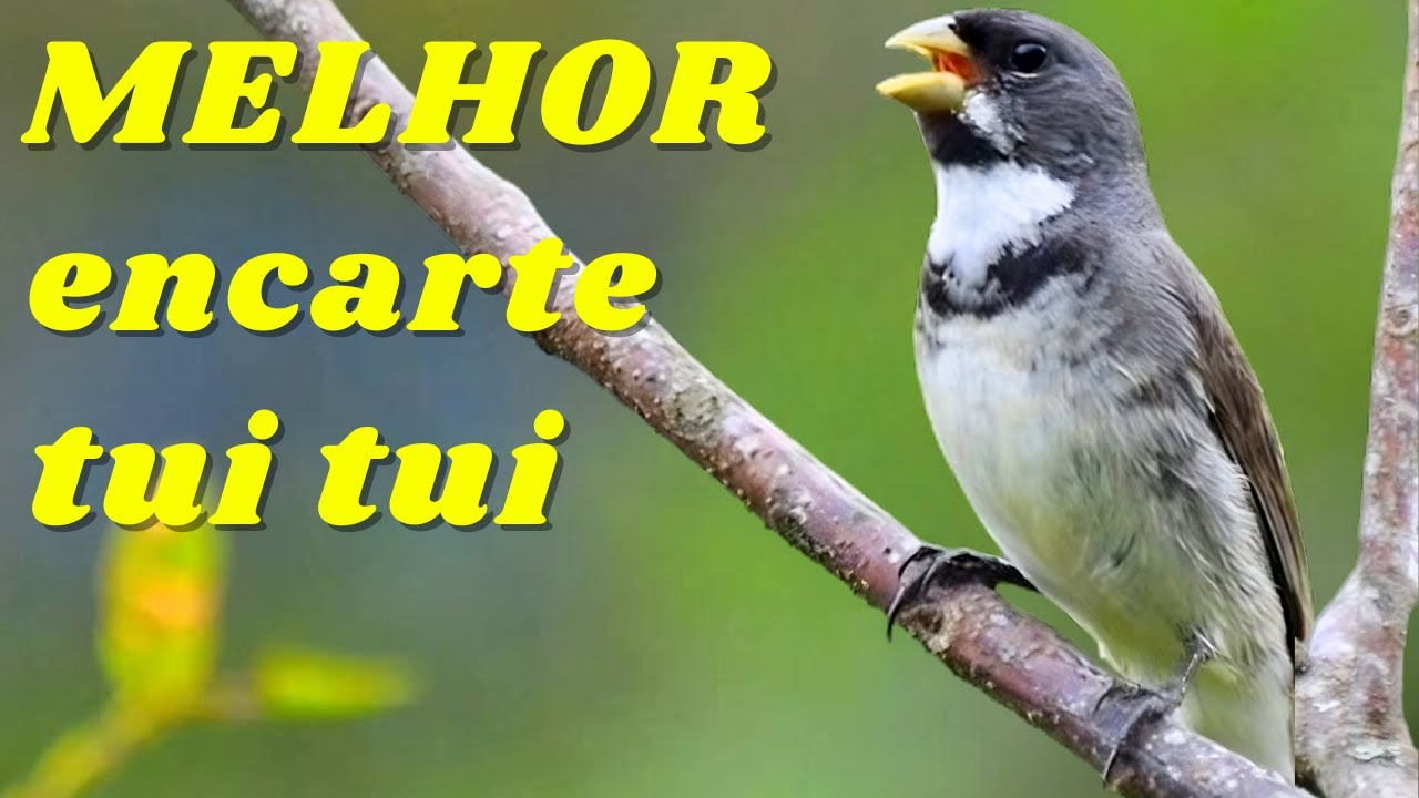 🔴MELHOR CANTO COLEIRO TUI TUI PARA ENCARTE DE COLEIRO🔴🔴 ESTIMULE SEU COLEIRO PARDO 🔴