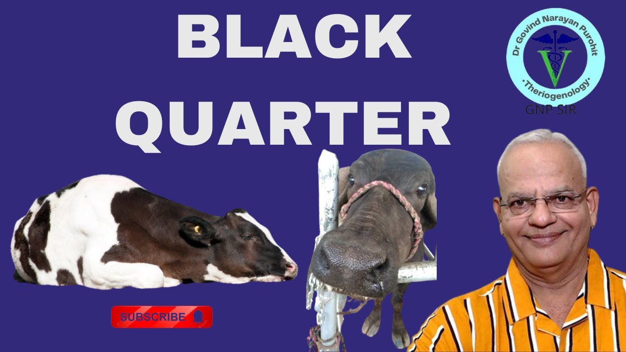 Critical Cattle Chronicles: GNP Sir Sheds Light on Black Quarter Disease