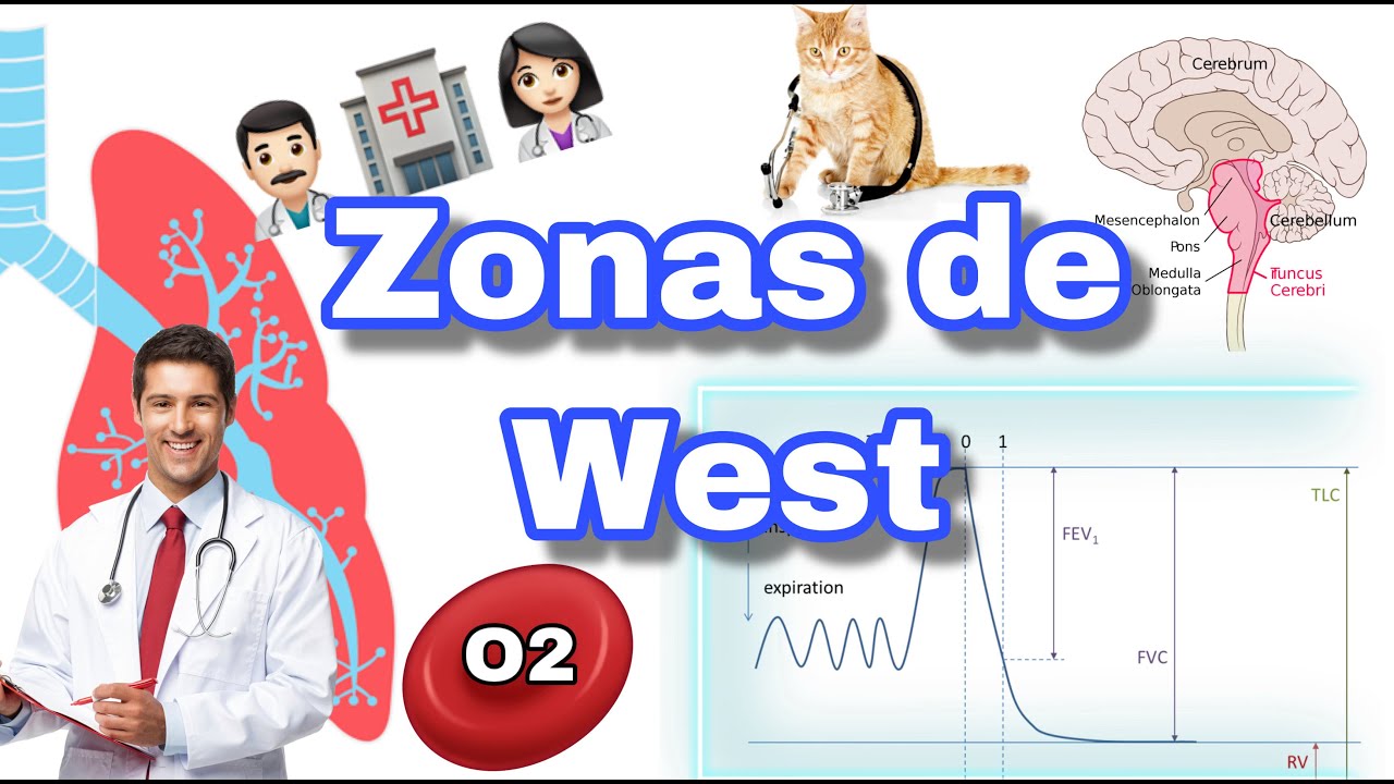 ZONAS DE WEST y RELACIÓN V/Q: FISIOLOGÍA PULMONAR