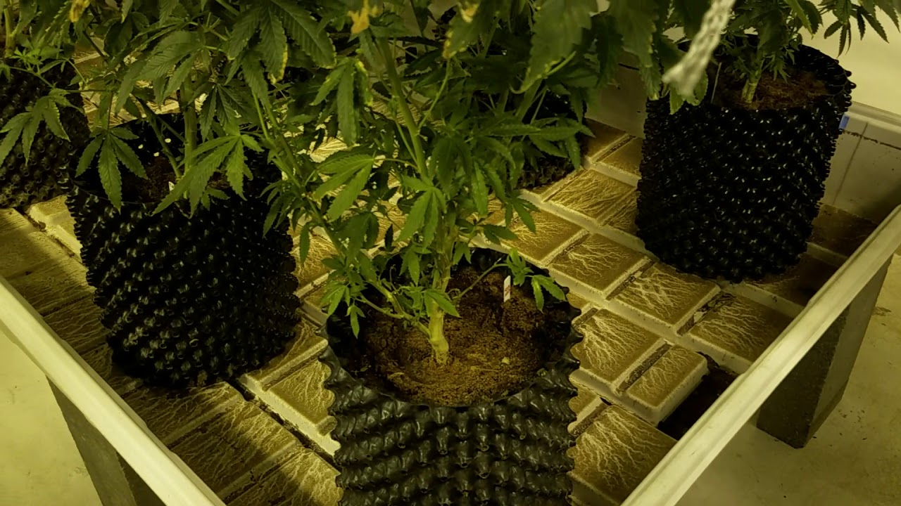 48 strain 6-way shootout day 13, observations and reup the Nute for the feed tonight