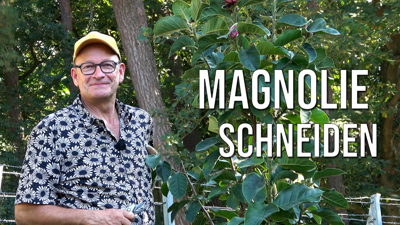 Magnolie schneiden