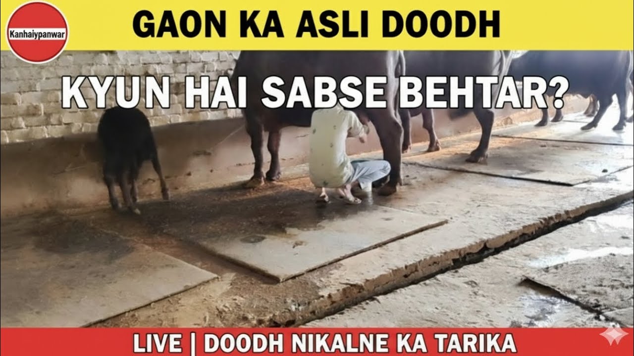 #shortsfeed #cow #shortvideo #baffalo #bull @YouTubeViewers @kisanindia @DhundhdkapashumandiMp14 