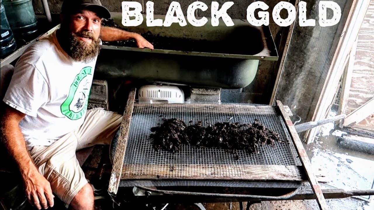 Time To Harvest Worm Castings