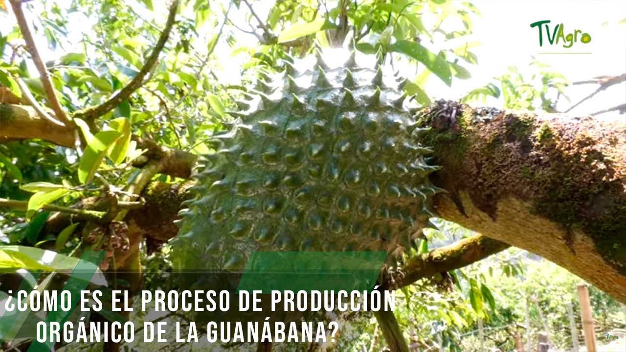 Cómo es el proceso de producción orgánico de la guanábana - TvAgro por Juan Gonzalo Angel Restrepo