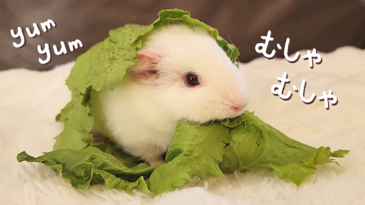 柏餅モルモットあらわる