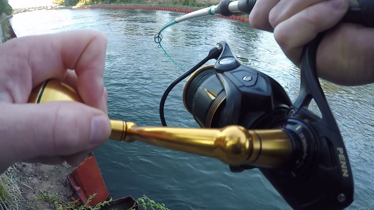 Bluefish attacks s.p. minnow