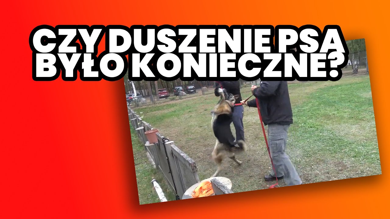Tak wygląda ignorowanie sygnałów psa - pies atakuje, a trenerzy 