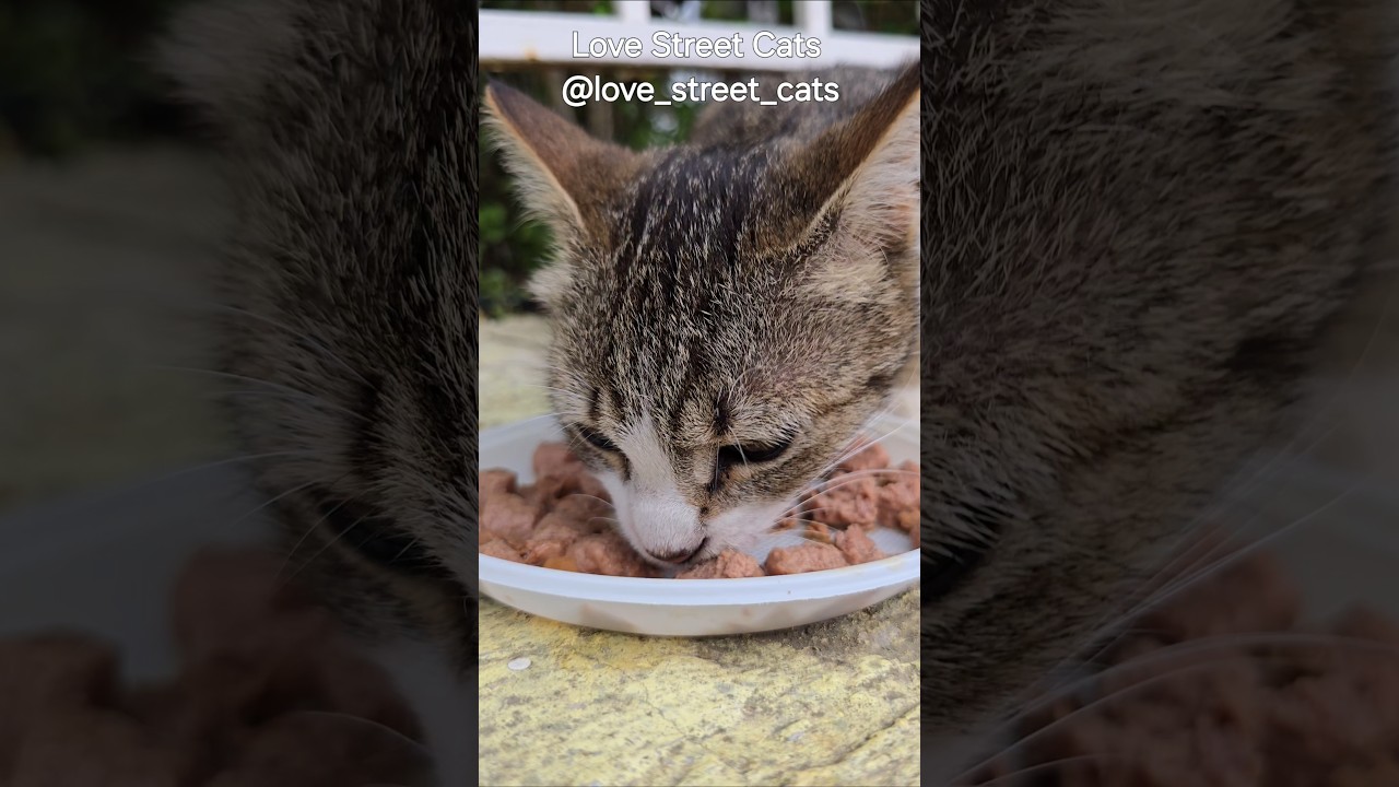 Every meal is a reminder: they are not forgotten #streetcatrescue #meowcrew #cathelp #hopeforstrays