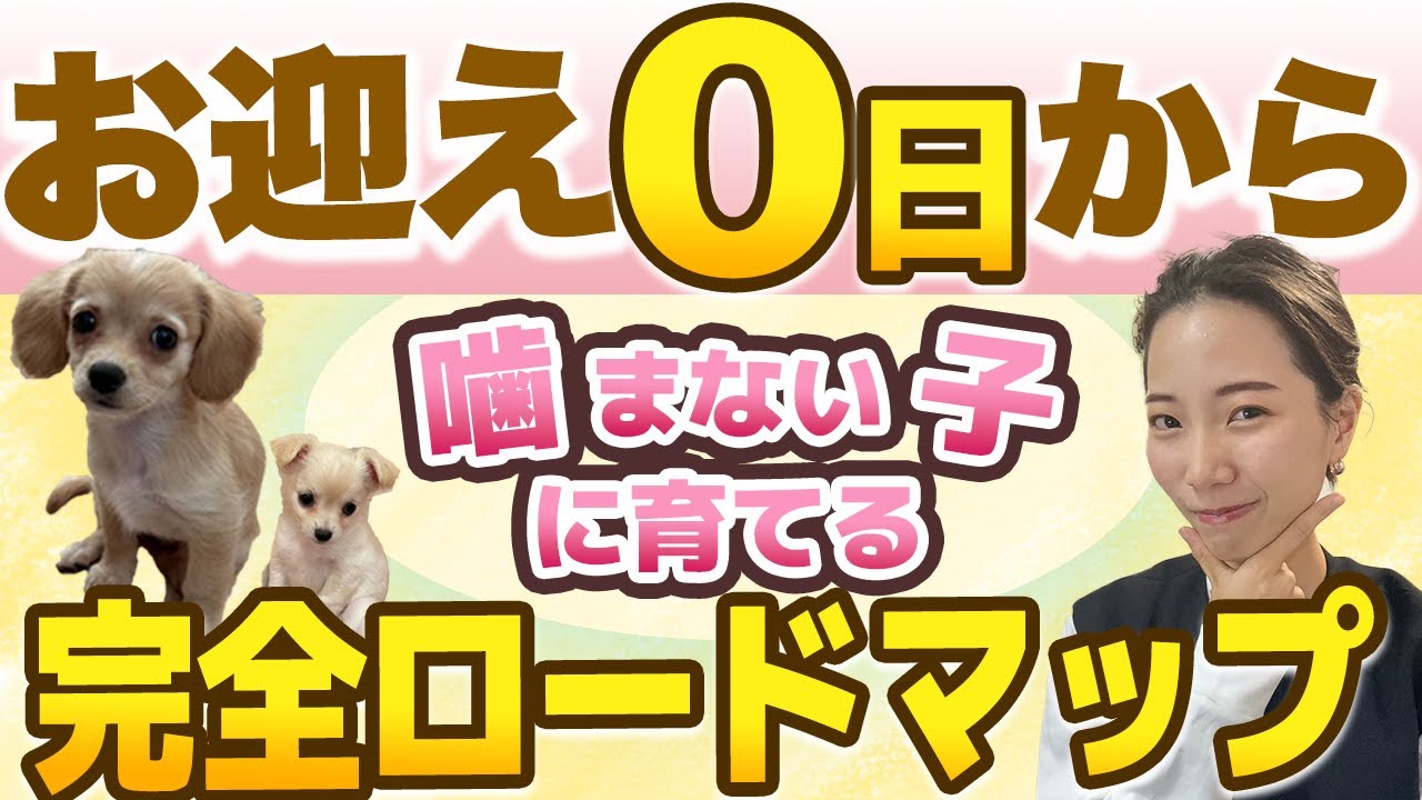 【保存版】お迎え0日から 噛まない子に育てる完全ロードマップ