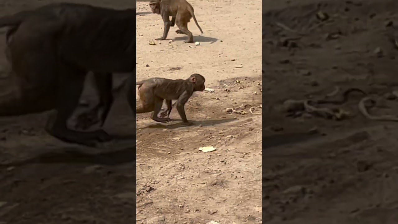 #viralvideo #shortvideo #viral #funny #funnyvideo #animals #bandar #monkeyvideo #animalslover #funny