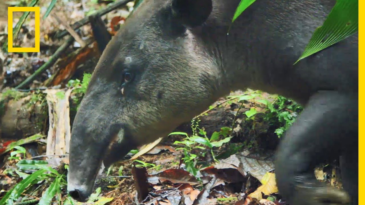 Le tapir, &eacute;trange mammif&egrave;re