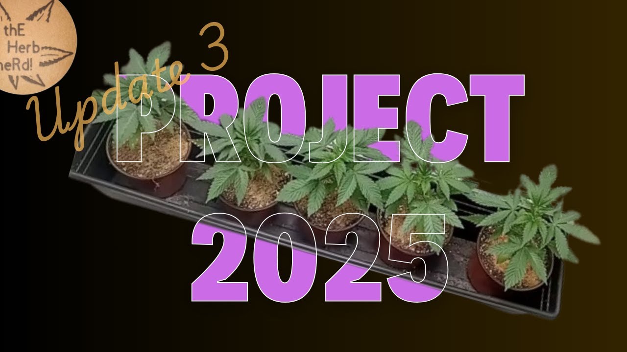 Project 2025 Upstate State New York Distributed Pheno-Hunt Cannabis Grow Update 3 #gardening