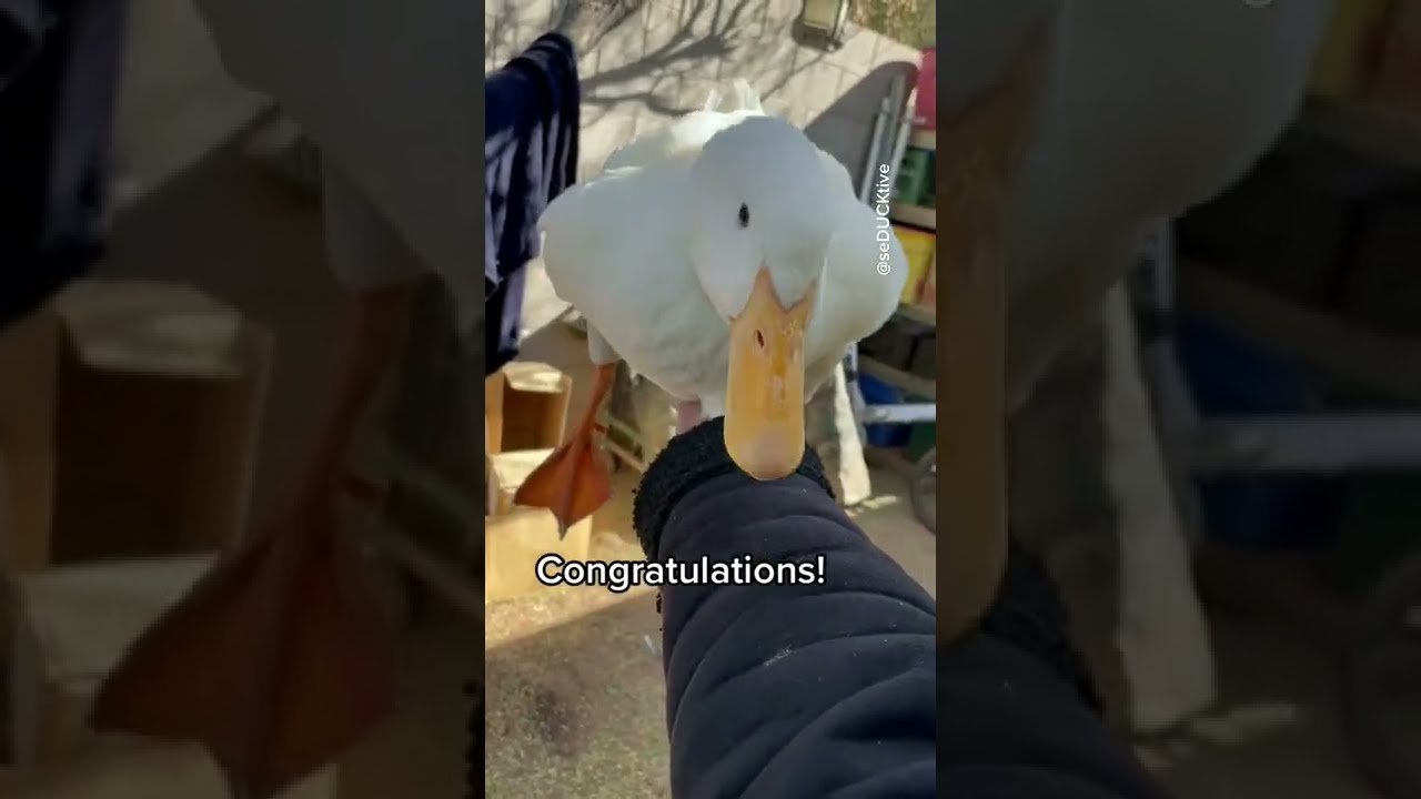 How to pick up a duck (part 1)