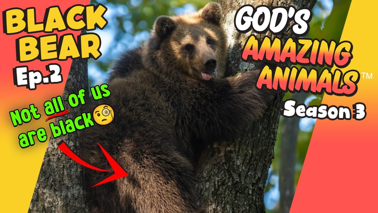 Fun Facts for Kids about Black Bears | God's Amazing Animals (S3 Ep2)