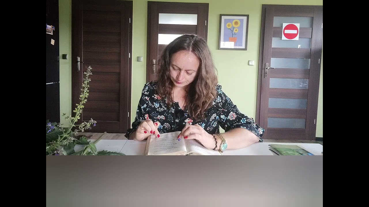 Szałwia łąkowa. Salvia pratensis. Rodzina wargowe. Botanika. Rozpoznawanie roślin za pomocą klucza.