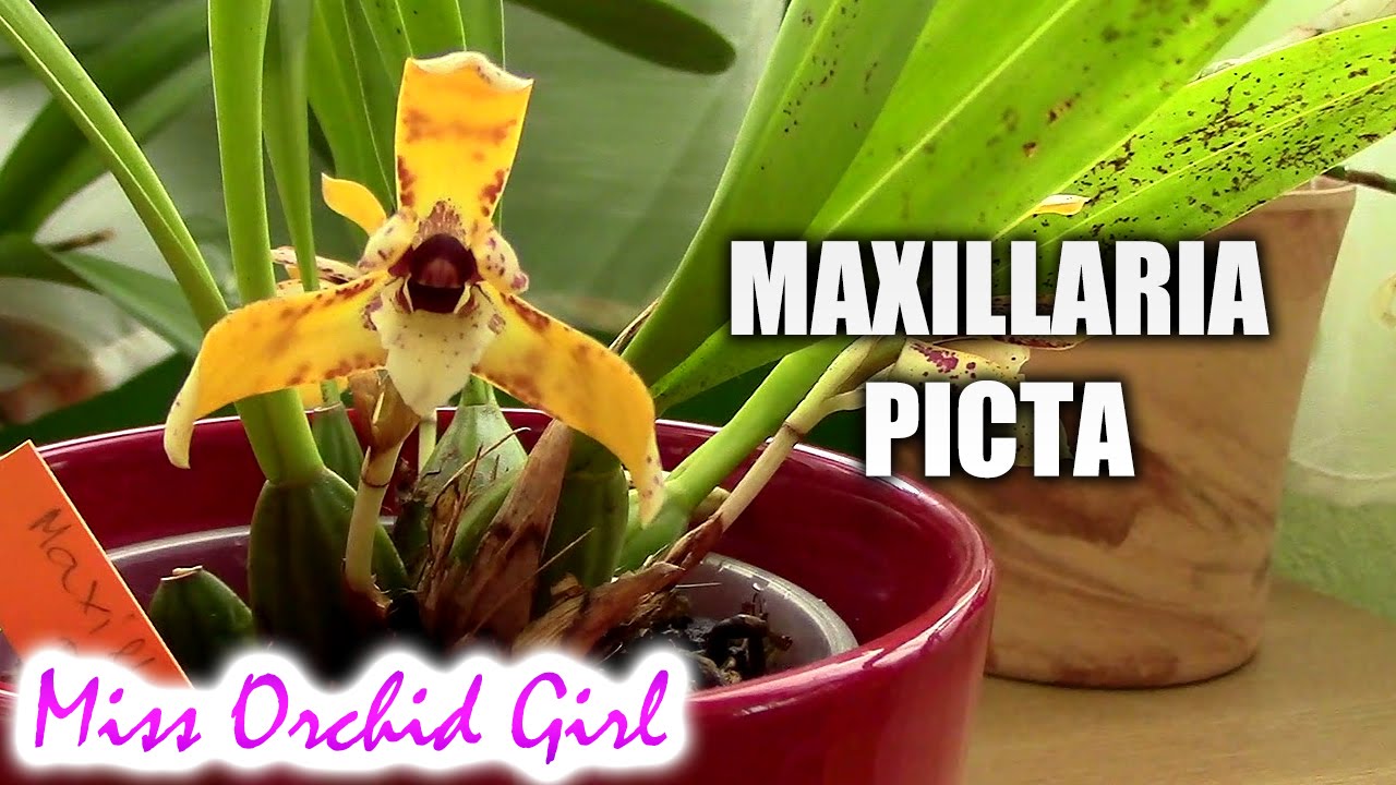Maxillaria (Brasiliorchis) picta - A flower with 2 faces