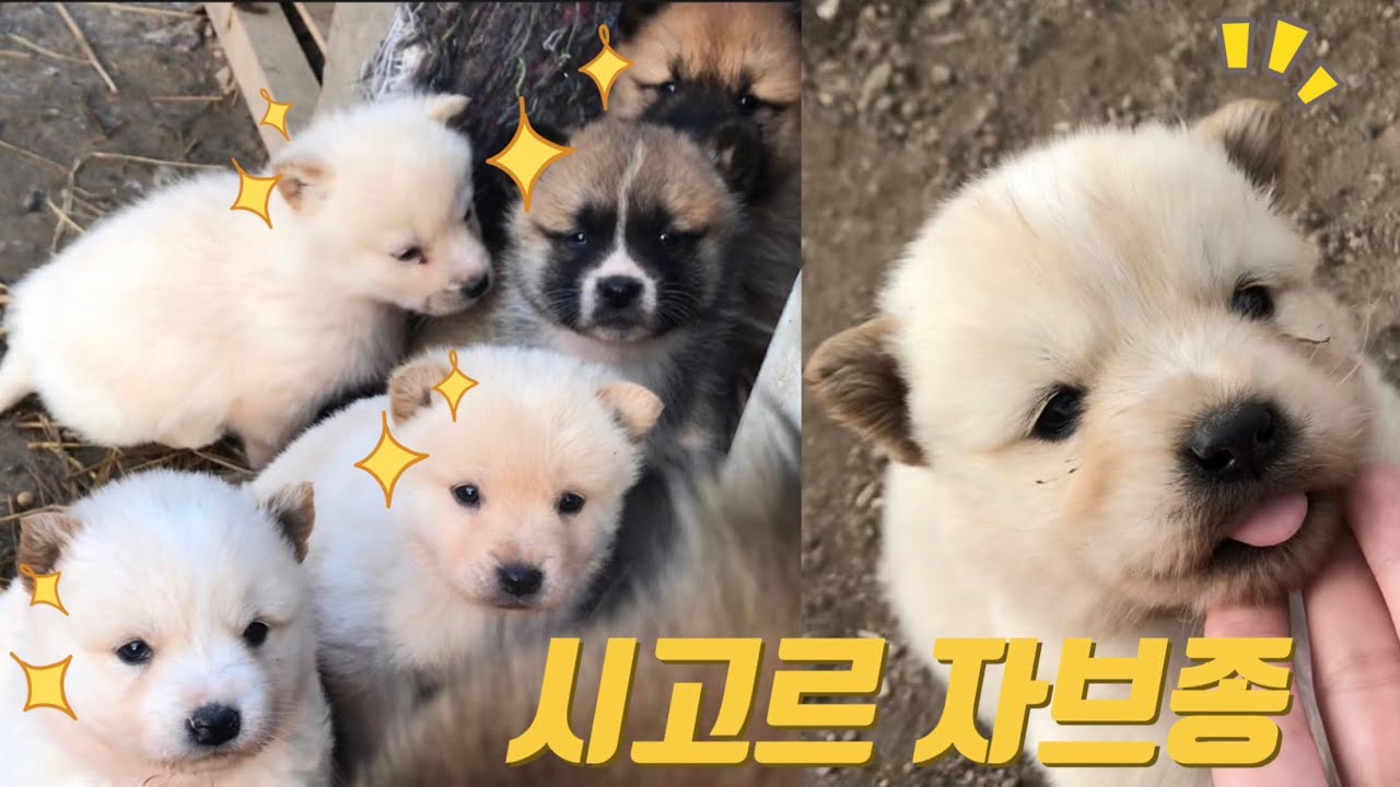 시고르 자브종 아가 때의 기록 | 6마리의 심장폭격🤍 | 눈뜨고 걷고 뛰고 먹고 자고 모든게 좋은 날이었다