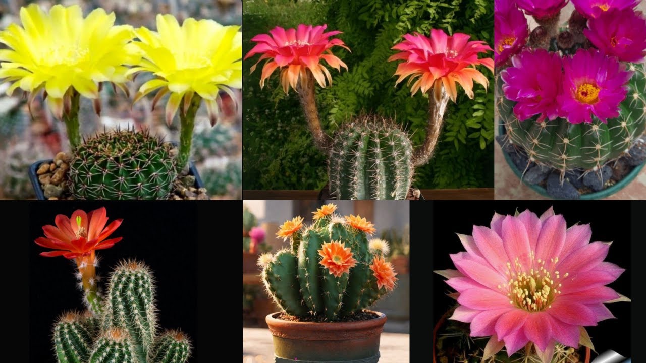 10 Cores de Flores de Cactos   Beleza e Variedade no Seu Jardim