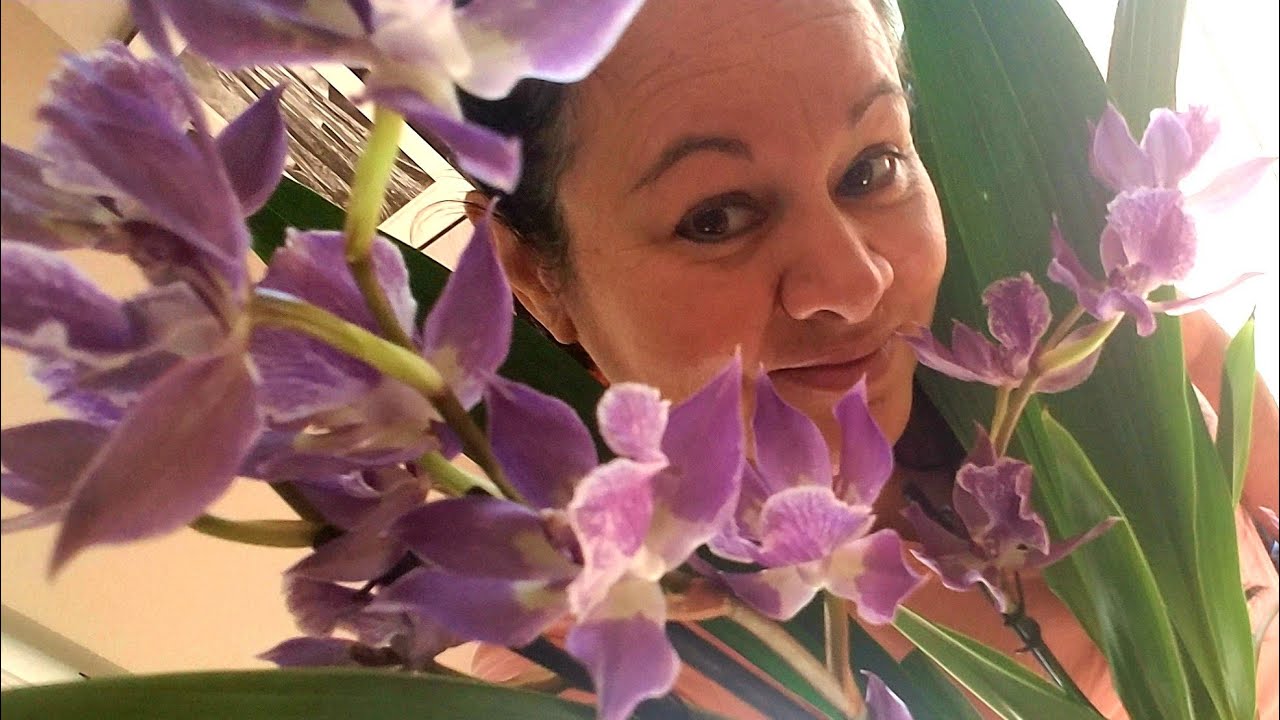 ¡Ponga Atención a las Enfermedades que atacan nuestras Orquídeas! ║Orquídeas en el mundo