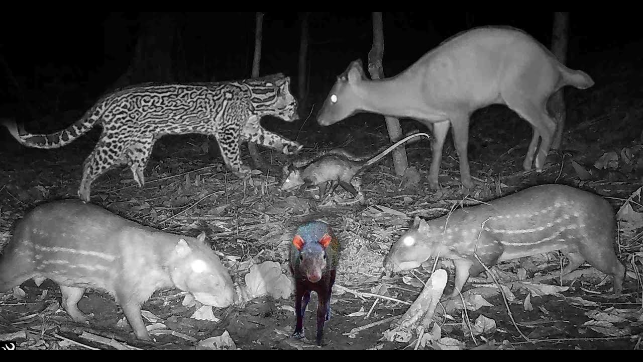 Camera Trapping for wild animals in deep forest, Trinidad (Ep 2023 04 )