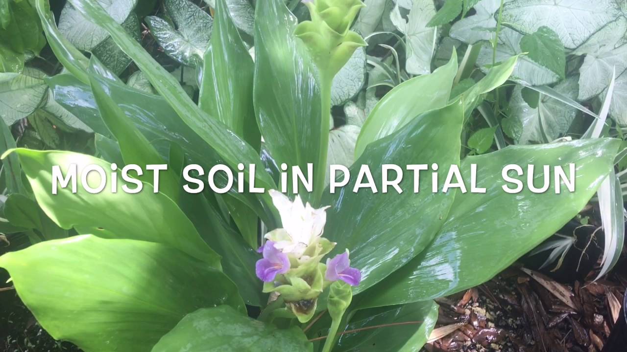 Curcuma Sparkling