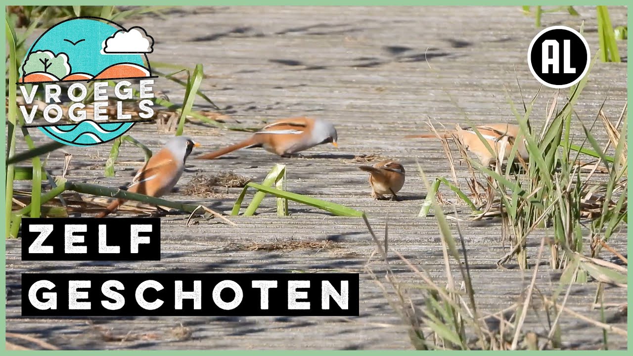 Familie baardman op pad | Zelf Geschoten | Vroege Vogels