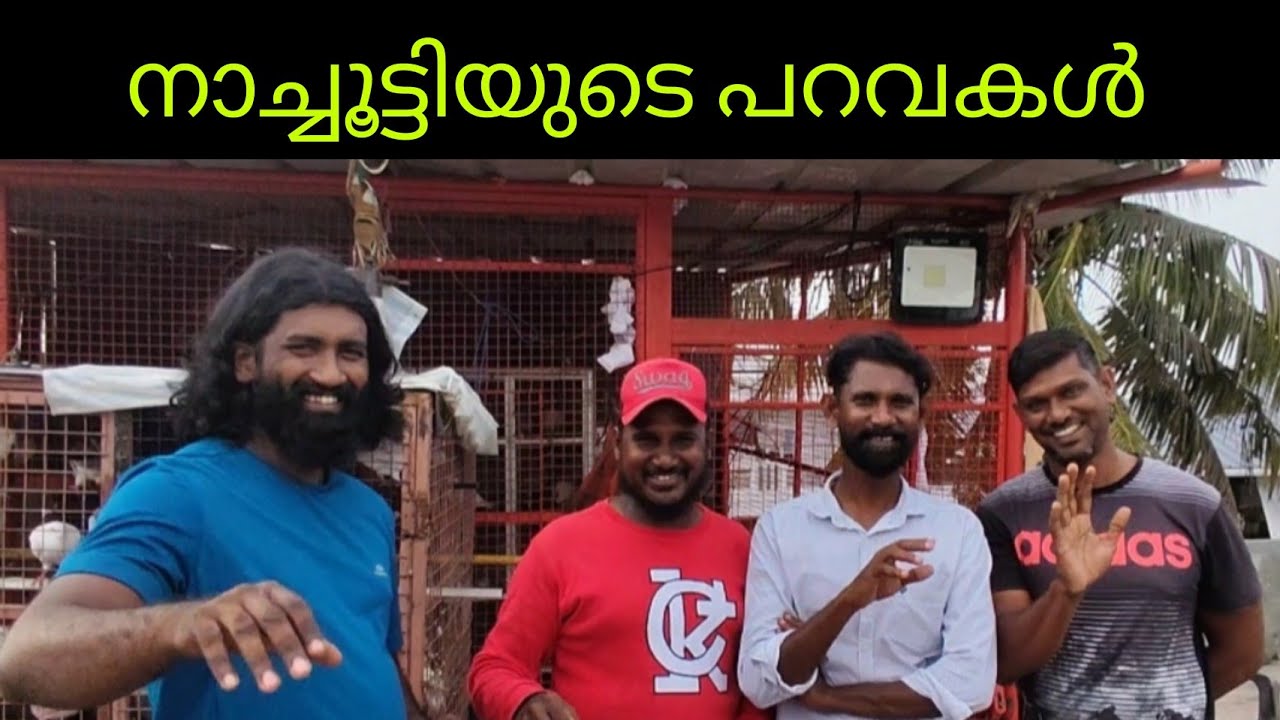 നാച്ചൂട്ടിയുടെ പറവകൾ🕊️🕊️🕊️( parava loft visit )