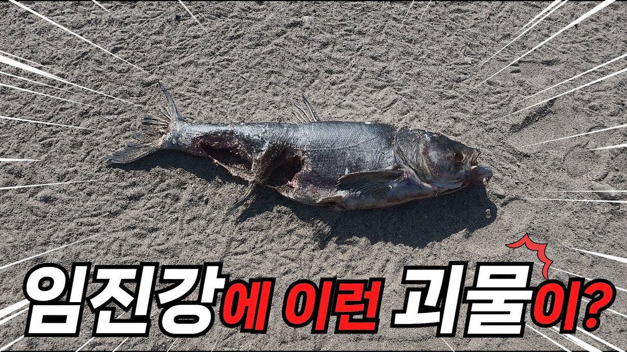 이게 뭔가요? 임진강에 이런 고기가 존재하다니.. 박물관에 가야 될 사이즈..ㄷㄷ