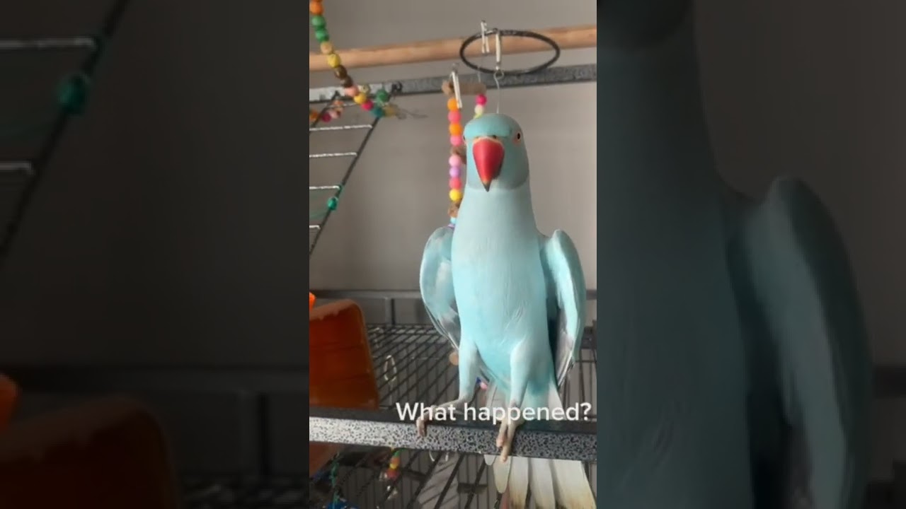 Indian ringneck parrot talking #parrot #funnypets #talkingparrot  #funny #cutepets