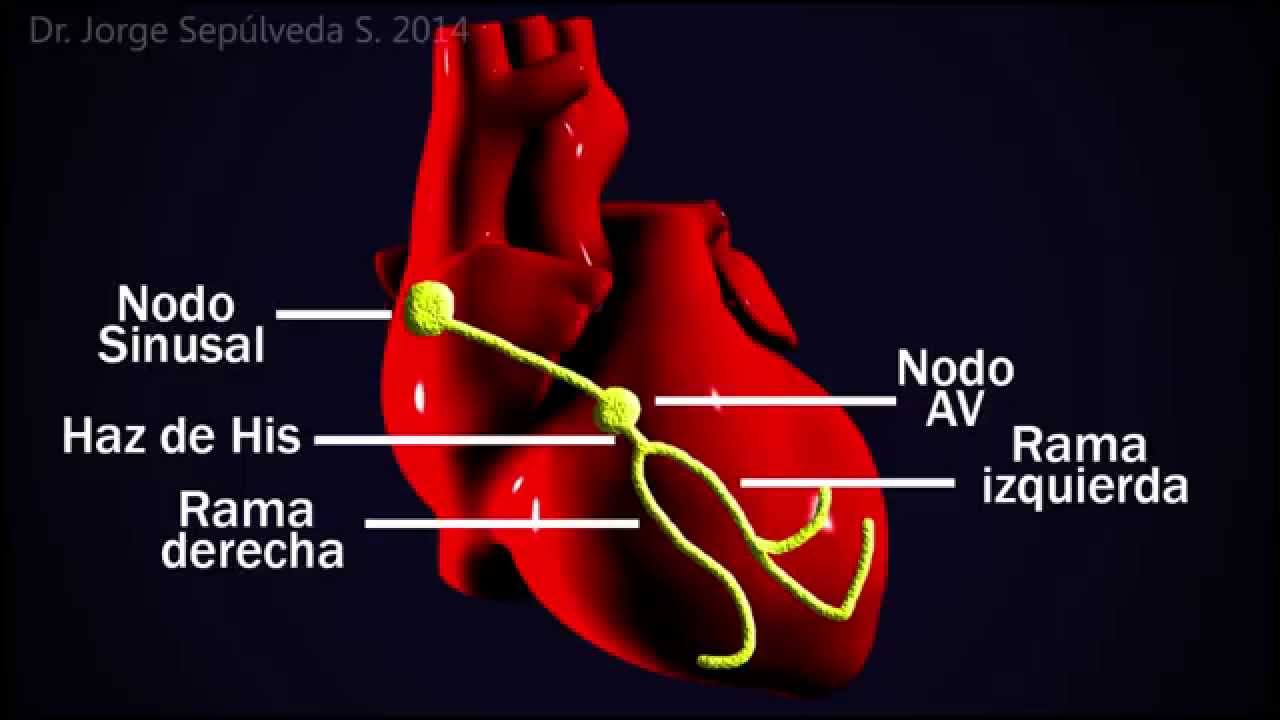 Electrocardiografía Básica (Parte 3/4)
