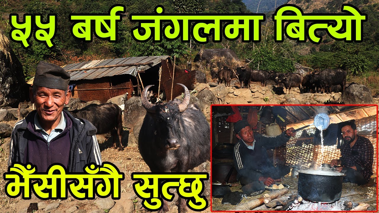 गुरुङ ‘बा’ ले ५५ बर्ष जंगलमै बिताइदिए ! ‘बा’ लाई घर जाँदा निद्रा लाग्दैन ||kiranpaudel