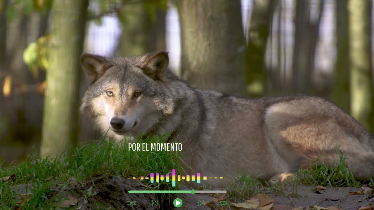 Por el Momento (Volver a Mí) – Balada Rock Pop 