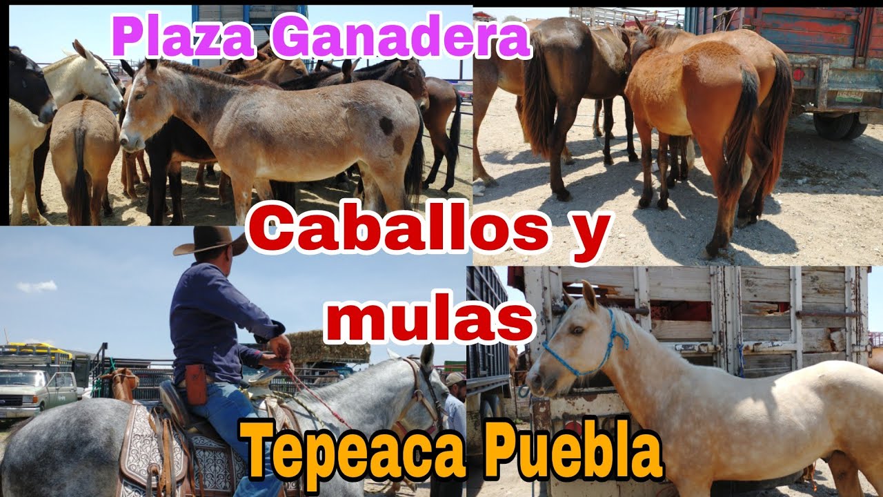Plaza Ganadera Tepeaca- caballos y mulas- buen precio