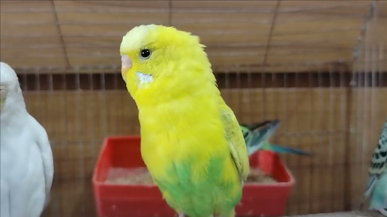 Hhh
