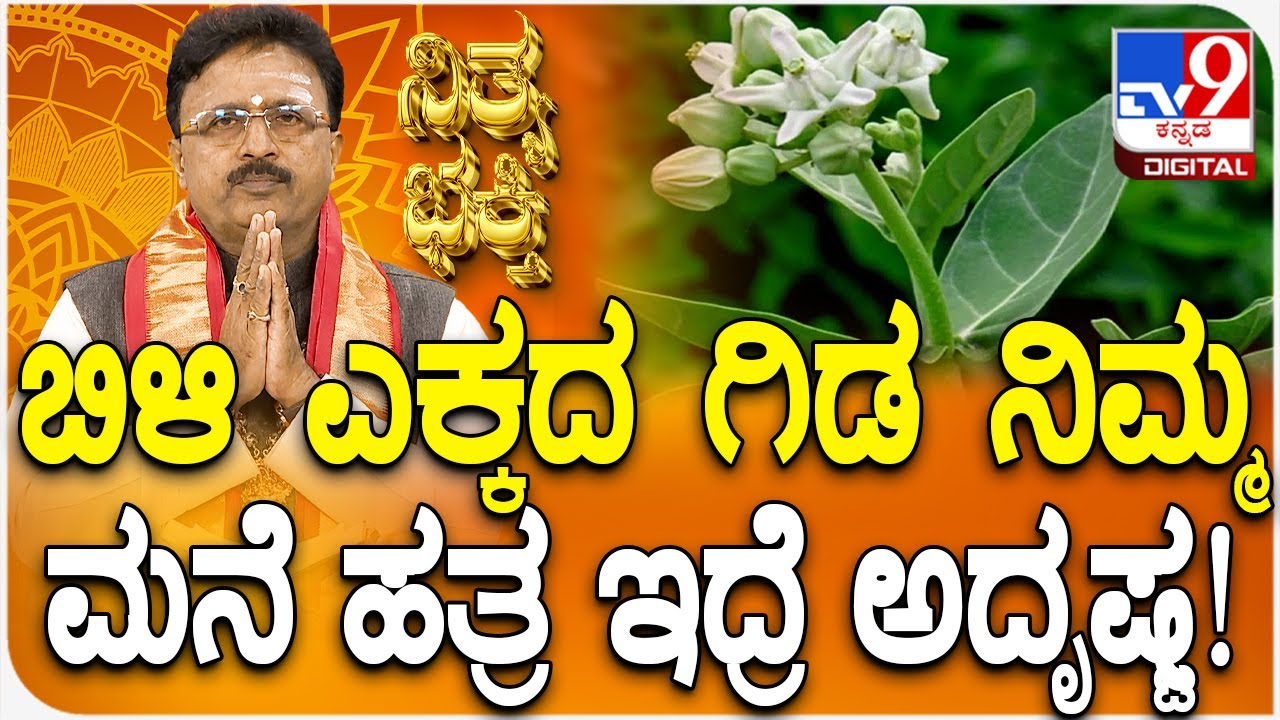 Daily Devotional | Dr. Basavaraj Guruji | ಬಿಳಿ ಎಕ್ಕದ ಗಿಡ ನಿಮ್ಮ ಮನೆ ಹತ್ರ ಇದ್ರೆ ಅದೃಷ್ಟ! | #Tv9D