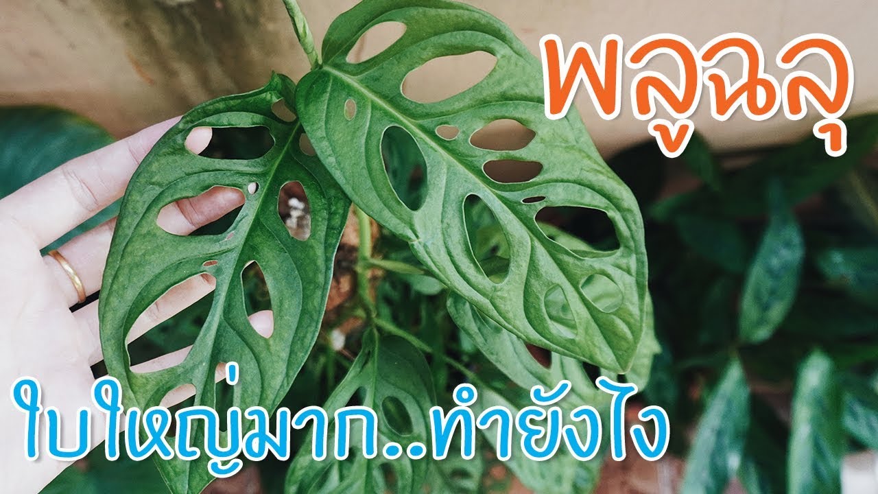 พลูฉลุ วิธีเลี้ยง เผยหมดเปลือก กอแน่นๆ เลี้ยงในดินและในน้ำ #พลูฉลุ #Indoorplant