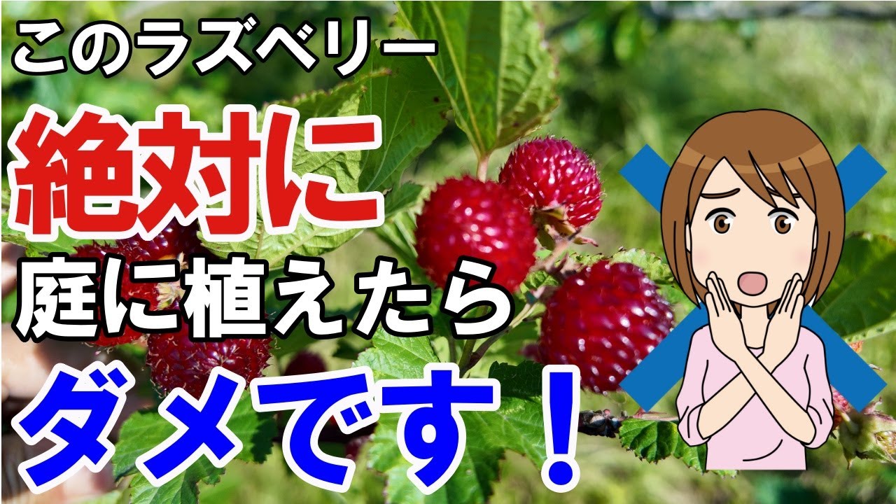 【後悔します】ラズベリーをお庭で育てる時の注意点　【レッドドリーム】【ウルトララズベリー】【超大王】