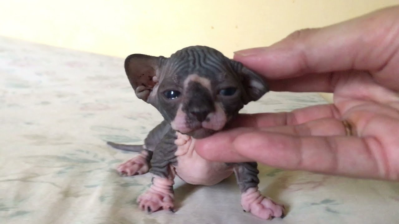 Bambino cat , kittens learn to walk 🥰