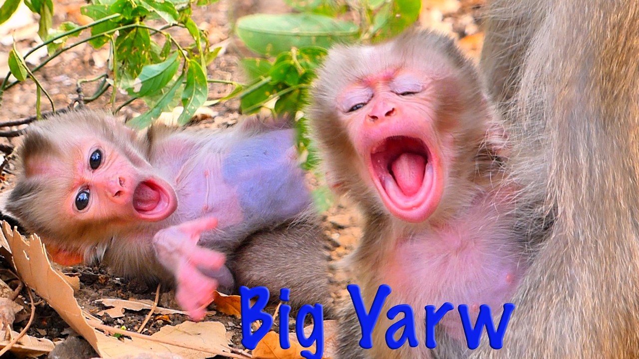 So Sleepy & So Sweet! Mama ROSITA’s Little Baby Opens Tiny Mouth Wide Before Falling Asleep 🐒💛.