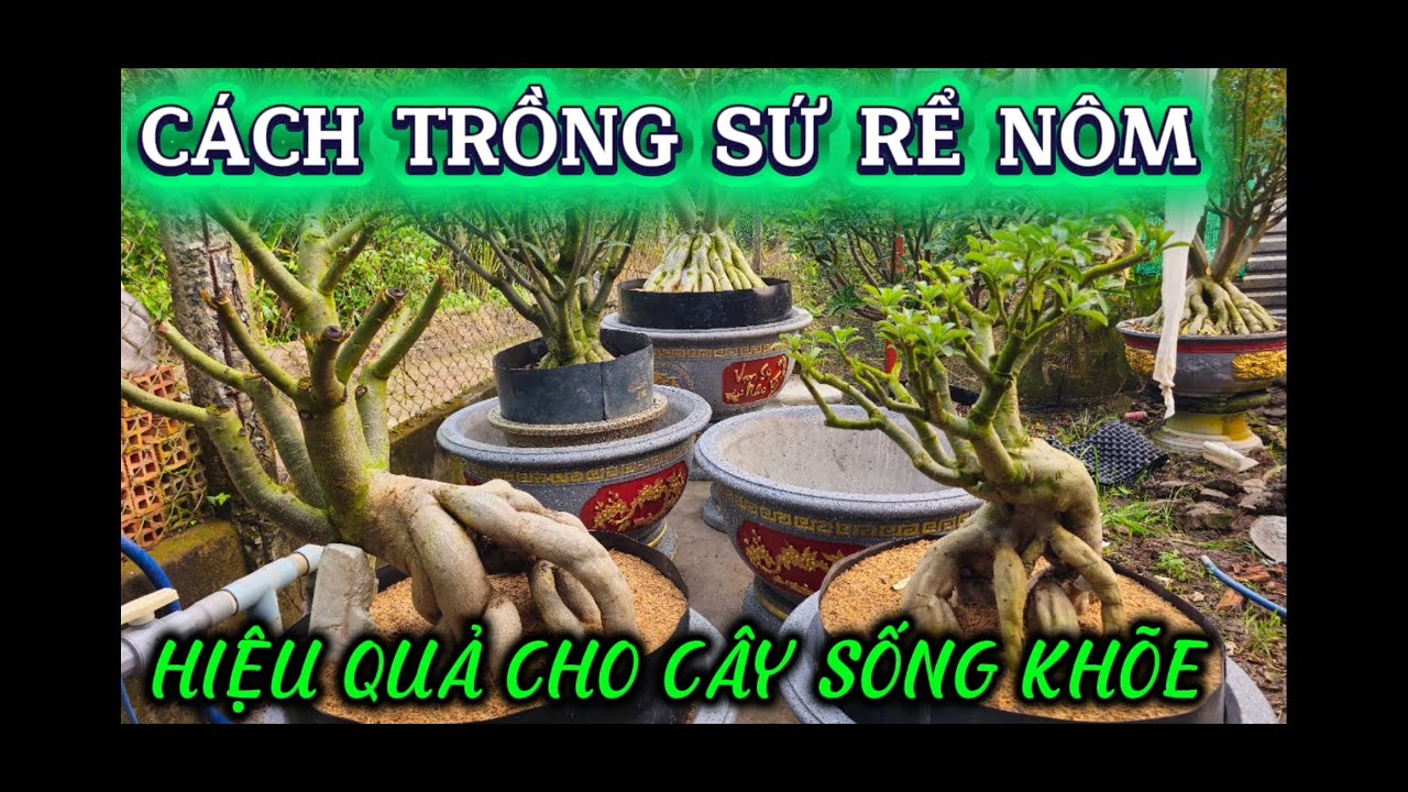Cách trồng sứ rể nôm , hiệu quả cho cây sống khõe , adenium# bonsai đức Thủ