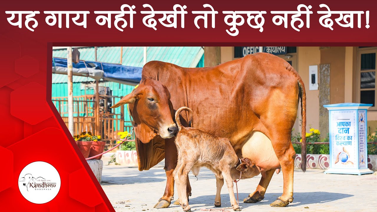 निर्णय करें, ज़्यादा दूध चाहिए या अच्छा दूध  | Kamdhenu Gaushala (DJJS) | Sahiwal | Sahiwal Cow vs HF
