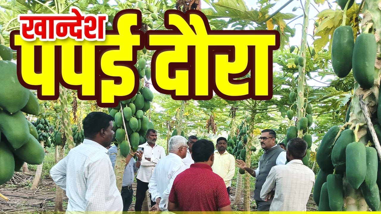 khandesh papai donra l खान्देश पपई दौरा
