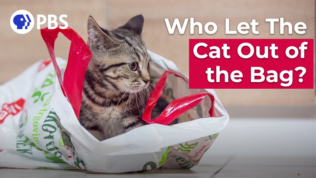 Who Let The Cat Out of the Bag? Piglets! | Say What?! Animal Idioms