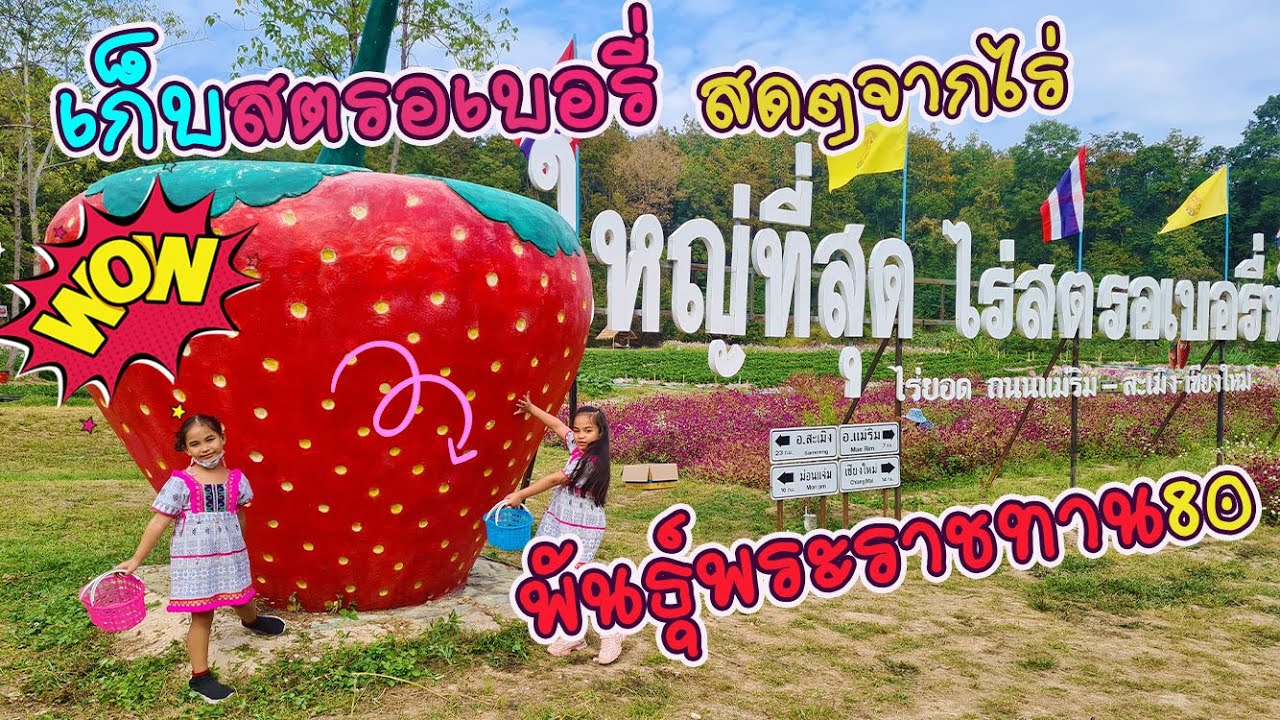 เก็บสตรอเบอรี่สดๆจากไร่ พันธุ์พระราชทาน80